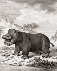 Bir su aygırı (Hippopotamus amphibius)