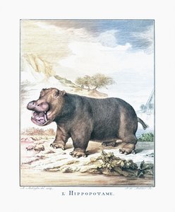 Bir su aygırı (Hippopotamus amphibius)