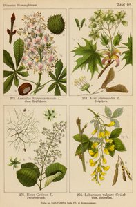 Aesculus Hippocastanum, Acer Platanoides, Rhus Cotinus, Laburnum Vulgare (renkli lito) by (after) German School