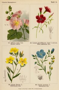 Althaea Rosea, Linum Grandiflorum, Linum Flavum, Linum Perenne (renkli lito) by (after) German School