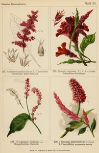 Amarantus Paniculatus, Celosia Argentea, Polygonum Orientale, Polygonum Sphaerostachyum, Polygonum Vacciniifolium (renkli lito) by (after) German School