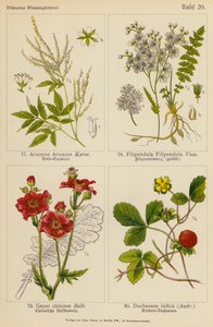 Aruncus Aruncus, Filipendula Filipendula, Geum Chilense, Duchesnea Indica (renkli lito) by (after) German School