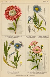 Callistephus Chinensis, Aster Alpinus, Erigeron Speciosus, Aster Amellus, Aster New-Belçika (renkli litho) by (after) German School