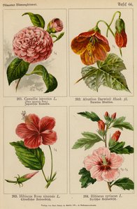 Camellia Japonica, Abutilon Darwinii, Hibiscus Rosa Sinensis, Hibiscus Syriacus (renkli lito) by (after) German School