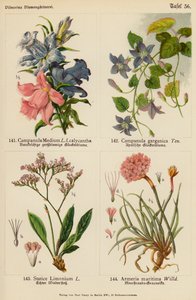 Campanula Medium, Campanula Garganica, Statice Limonium, Armeria Maritima (renkli lito) by (after) German School