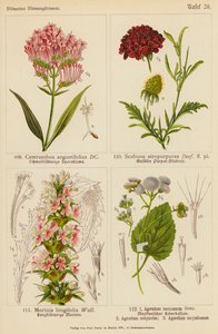 Centranthus Angustifolius, Scabiosa Atropurpurea, Morinia Longifolia, Ageratum Mexicanum, Ageratum Conyzodes, Ageratum Corymbosum (renkli lito) by (after) German School