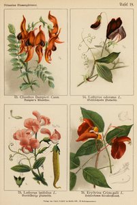 Clianthus Dampieri, Lathyrus Odoratus, Lathyrus Latifolius, Erythrina Crista-galli (renkli lito) by (after) German School