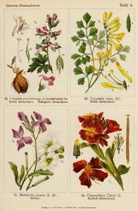Corydalis Cava, Corydalis Solida, Corydalis Lutea, Matthiola Incana, Cheiranthus Cheiri (renkli resimler) by (after) German School