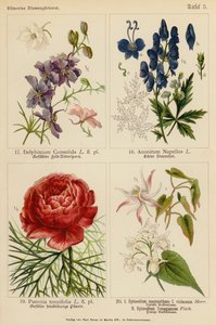 Delphinium Consolida, Aconitum Napellus, Paeonia Tenuifolia, Epimedium Macranthum F Violaceum, Epimedium Youngianum (renkli litho) by (after) German School