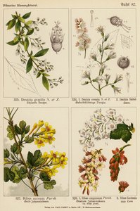 Deutzia Gracilis, Deutzia Crenata, Deutzia Sieboldiana, Ribes Aureum, Ribes Sanguineum, Ribes Gordonianum (renkli lito)