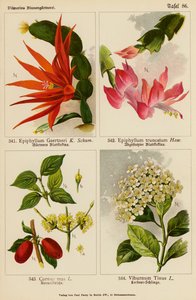 Epiphyllum Gaertneri, Epiphyllum Truncatum, Cornus Mas, Viburnum Tinus (renkli lito) by (after) German School