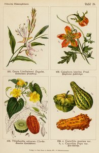 Gaura Lindheimeri, Cajophora Lateritia, Thladiantha Calcarata, Cucurbita Maxima, Cucurbita Pepo (renkli lito) by (after) German School