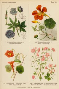 Geranium Pratense, Tropaeolum Majus, Tropaeolum Lobbianum, Oxalis Rosea, Oxalis Floribunda (renkli lito) by (after) German School