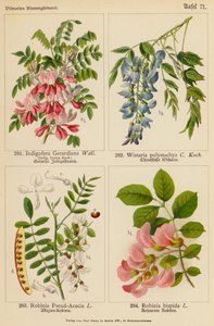 Indigofera Gerardiana, Wistaria Polystachya, Robinia Pseud-Acacia, Robinia Hispida (renkli litho) by (after) German School