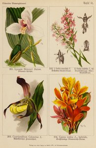 Lycaste Skinneri, Orchis Maculata, Orchis Latifolia, Cypripedilum Calceolus, Canna Indica (renkli lito) by (after) German School