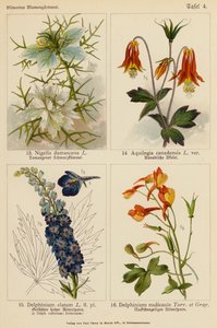 Nigella Damascena, Aquilegia Canadensis, Delphinium Elatum, Delphinium Nudicaule (renkli lito) by (after) German School