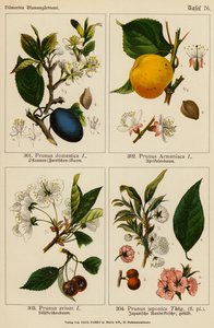 Prunus Domestica, Prunus Armeriaca, Prunus Avium, Prunus Japonica (renkli litho)