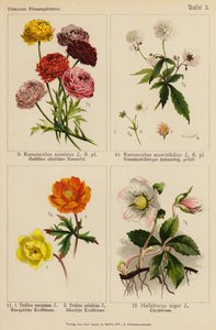 Asya Ranunculus, Aconitifolius Ranunculus, Avrupa Trollius, Asya Trollius, Siyah Helleborus (renkli litho) by (after) German School