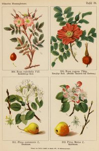 Rosa Rubrifolia, Rosa Rugosa, Pirus Communis, Pirus Malus (renkli lito) by (after) German School