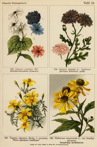 Senecio Cruentus, Senecio Elegans, Tagetes Signatus, Helenium Autumnale (renkli lito) by (after) German School