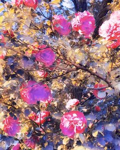  by Margareta Uliarte