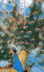  by Margareta Uliarte