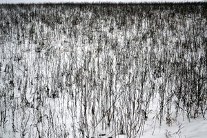 Ocak by Alexandra Gertrud Maria Marx