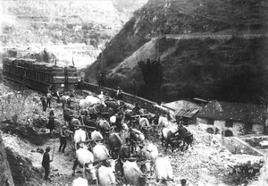 Numerous oxen transport an enormous convoy containing marble, just brought down to the valley from an Apuan quarry (b/w photo) by A. Corsini