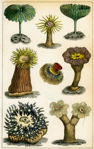 Deniz anemonları, 19. yüzyıl. by A Fullarton and Co