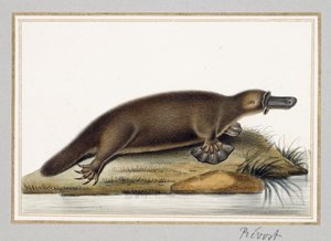 Ördek gagalı Platypus by A. Prevost