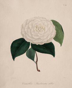 Kamelya cinsinin ikonografisi: No. 194 by Abbé Laurent Berlèse