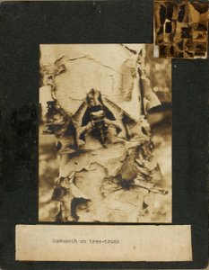 Ağaç gövdesinde şahin güvesi, Hayvanlar Aleminde Renk Gizleme kitabı için çalışma dosyası by Abbott Handerson Thayer