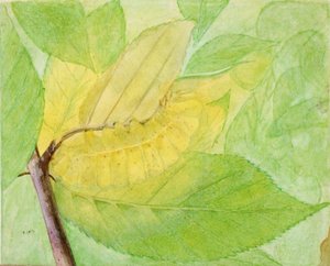 Lunar Caterpillar, Animal Kingdom