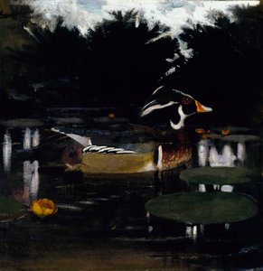 Orman Havuzunda Erkek Tahta Ördek, Hayvan Krallığında Renkleri Gizlemek, c1905-1 kitabı için çalışma by Abbott Handerson Thayer