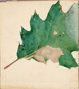 Oligocentra Lignicolor, Walker, Hayvanlar Aleminde Renk Gizleme kitabı için çalışma by Abbott Handerson Thayer