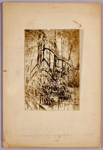Bataklık fotoğrafı, Hayvanlar Aleminde Renk Gizleme kitabı için çalışma dosyası by Abbott Handerson Thayer