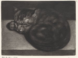 uyuyan kedi