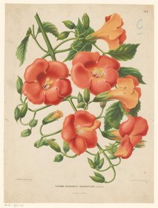 Bignonia Tecoma (binonia) grandiflora (nesne üzerindeki başlık) by Abraham Jacobus Wendel