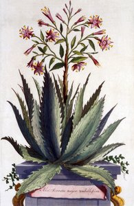 Aloe Serrata major umbellifera, 'Phytographia Curiosa'dan, 1702'de yayınlandı