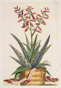 Aloe Vera Costa Spinosa, 