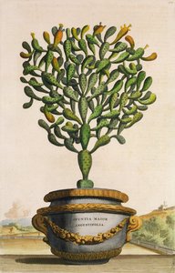 Phytographia Curiosa