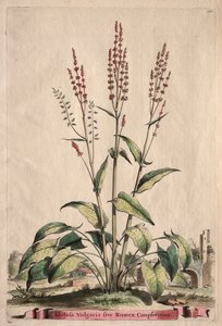 Phytographia Curiosa: Acetosa Vulgaris ve Rumex Canpferinus.