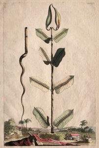 Meraklı Fitografi: Apocynum Virginianum