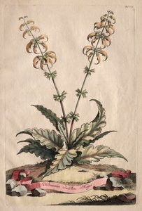 Meraklı Fitografi: Horminum Indicum Majus by Abraham Munting