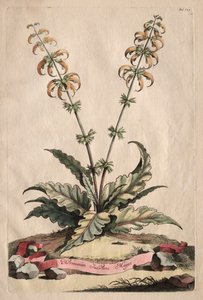Phytographia Curiosa: Horminum Indicum Majus. by Abraham Munting