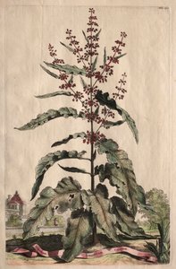 Meraklı Fitografi: Lappathum Longifolium Crispum by Abraham Munting