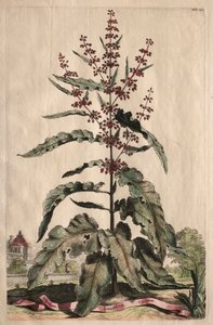 Phytographia Curiosa: Lapathum Longifolium Crispum. by Abraham Munting