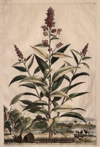 Meraklı Fitografi: Spiraea Theophrastus