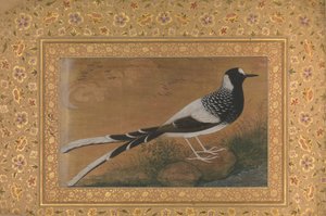 Spotted Forktail, Shah Jahan Albümünden Folio, recto: yakl. 1610-15, yaklaşık ca. 1540. by Abu al Hasan