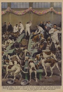 köpek partisi